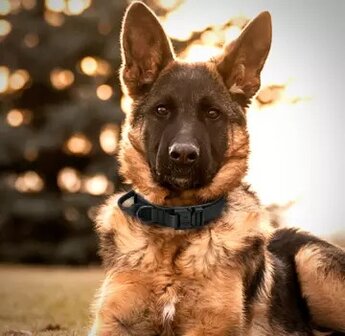 Robuste Hundeleine aus robustem Segeltuch in Schwarz, f&uuml;r den gr&ouml;&szlig;eren Hund